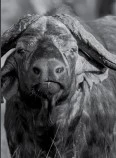 buffalo
