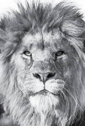 lion