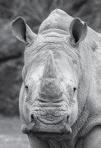 rhino